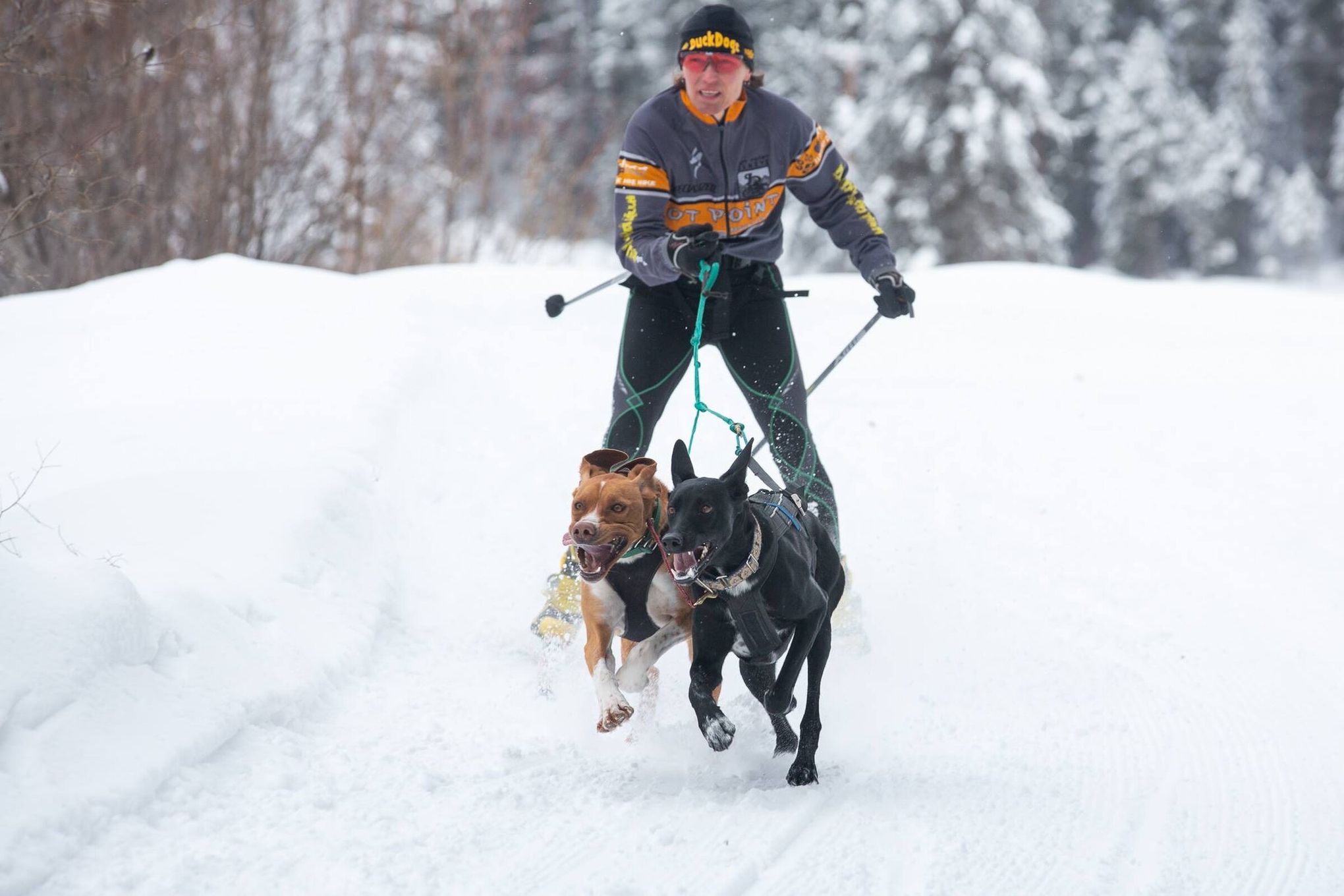 Want to take the dog cross-country skiing? Try this Nordic winter sport