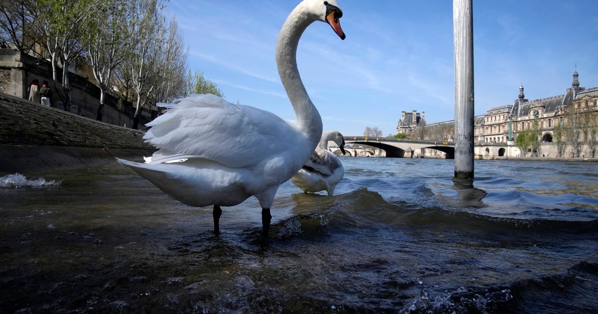 Paris to Revive River Seine with Olympic-Inspired Cleanup