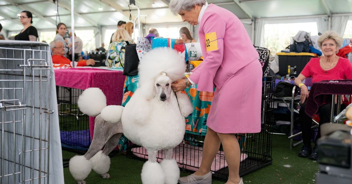 Explore the Westminster Dog Show: An Inside Look Through Photos