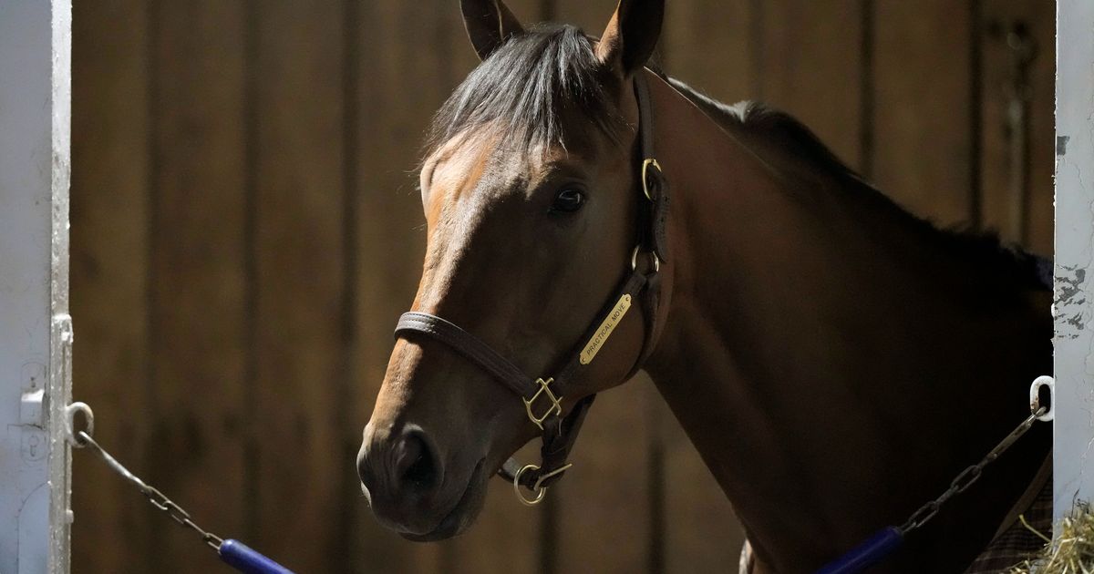 Practical Move, Contender in Breeders' Cup, Dies After Morning Gallop at Santa Anita