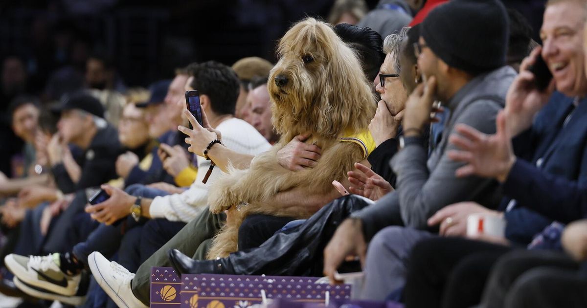 Kevin Bacon Brings 80-Pound Dog to Lakers Game as Courtside Guest